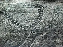 Cerf de Laxe dos Carballos (Campo Lameiro).