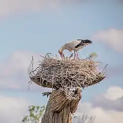 Nourrissage des oisillons.
