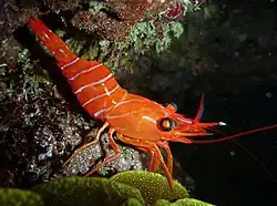 Cinetorhynchus cf. hiatti