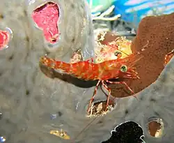 Une crevette danseuse aux yeux verts (Cinetorhynchus reticulatus)