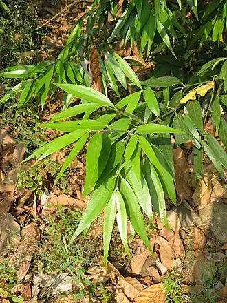 Description de l'image Cinnamomum heyneanum at Makutta 2018 (2).jpg.