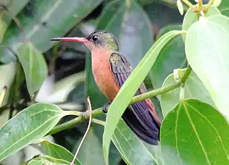 Description de cette image, également commentée ci-après