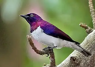 Spréo améthyste (Cinnyricinclus leucogaster)