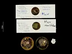 Cionophorus guillaumae