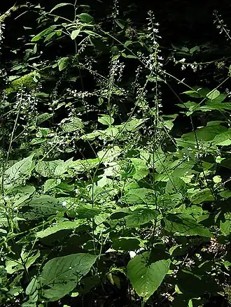 Description de cette image, également commentée ci-après