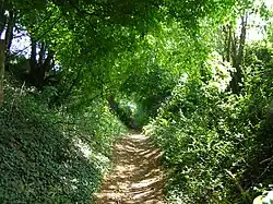 Sous bois sur le parcours du bois Groez