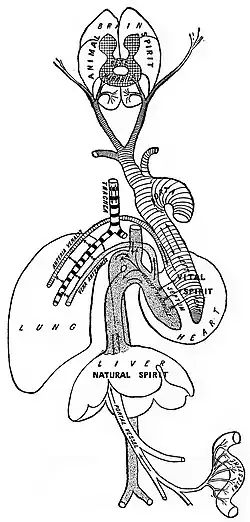 Schéma de la circulation du pneuma selon Galien, qui passe à travers le sang et forme les esprits.