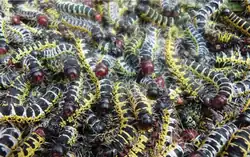 Larves de Cirina forda