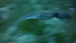 Le poulpe s'échappe