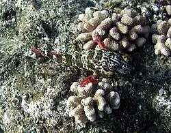 Cirrhitichthys pinnulatus