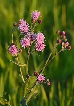 Photographie rapprochée d'une plante en fleur.