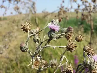 Description de l'image Cirsium brachycephalum sl36.jpg.