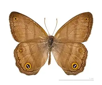 Avers du mâle (coll.MHNT)