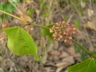 Description de l'image Cissus_verticillata_infl.JPG.