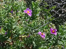 Ciste cotonneuxCistus albidus