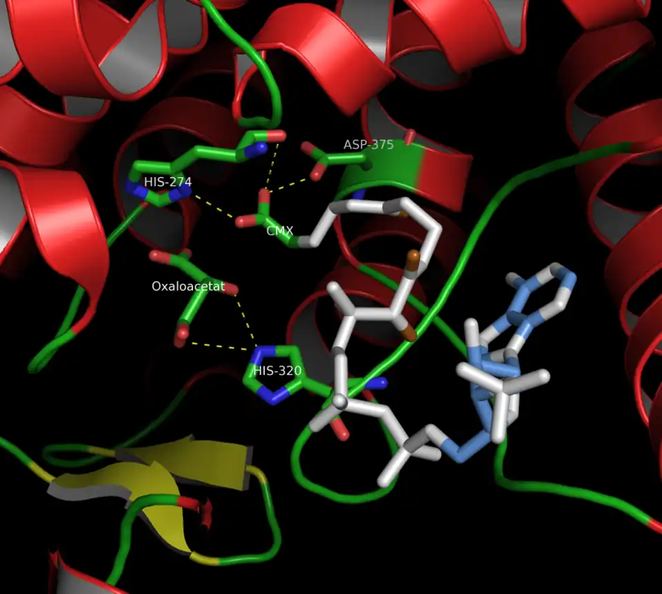 Site actif de la citrate synthase de coq bankiva, montrant les résidus impliqués dans le mécanisme réactionnel de l'enzyme (PDB&nbsp;1CSI).