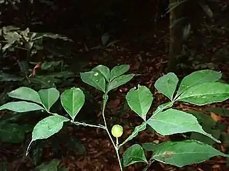 Description de cette image, également commentée ci-après