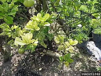 Description de l'image Citrus greening UGA5201066.jpg.