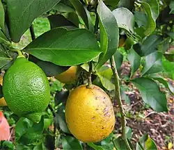 Citrus limon (citronnier), plante-hôte