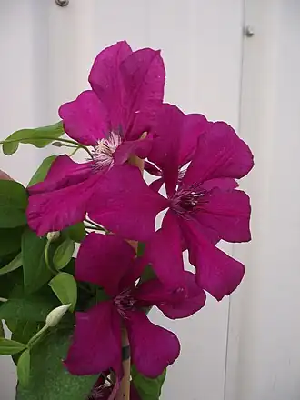 Description de l'image Clématite 'Kardynal Wyszyński.jpg.