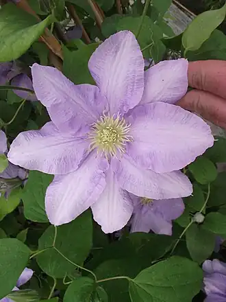 Description de cette image, également commentée ci-après