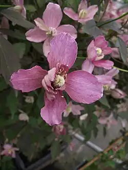 Photographie en couleurs de fleurs rose pâle.