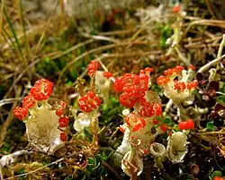 Cladonia