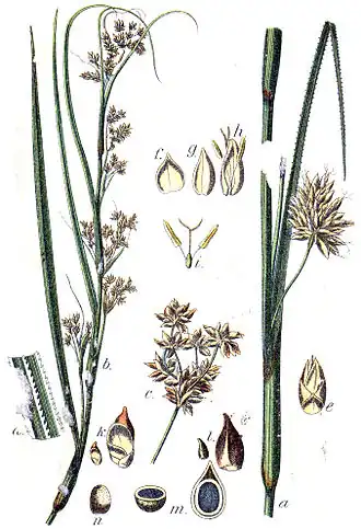 Description de l'image Cladium_mariscus_Sturm19.jpg.