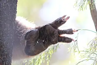 Plante du membre inférieur.