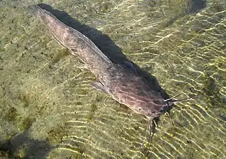 Clarias anguillaris (Silure du Sénégal), lacs Abaya, Chew Bahir.
