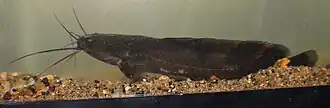 Description de l'image Clarias maclareni 6784686.jpg.
