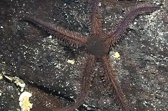 Clarkcoma canaliculata