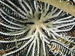 Clarkcomanthus alternans