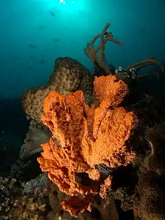 Description de cette image, également commentée ci-après