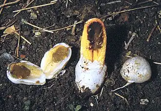 Description de cette image, également commentée ci-après