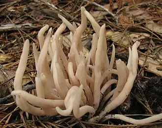 Description de l'image Clavaria fumosa 77364 cropped.jpg.