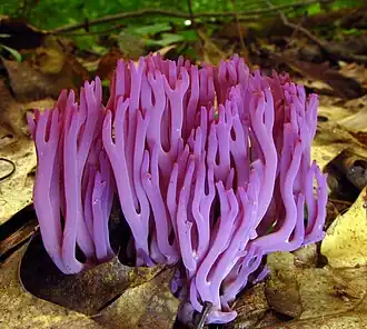Une ramaire restée Clavaria.