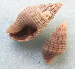 Clavatula rubrifasciata.