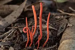 De petites pousses rouges sans feuilles percent un sol de débris et feuilles mortes.