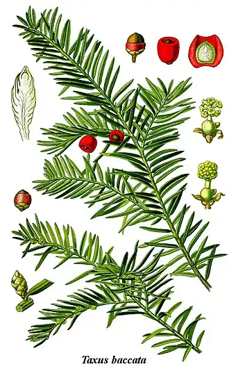 Description de l'image Cleaned-Illustration Taxus baccata.jpg.