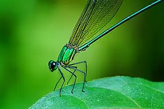 Coloration métallique