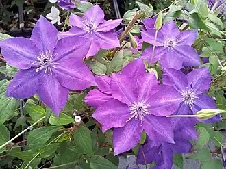 Description de l'image Clematis Amethyst Beauty 'Evipo043' 3.jpg.