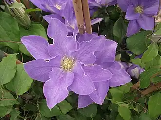 Description de l'image Clematis Diana's Delight Evipo026.jpg.