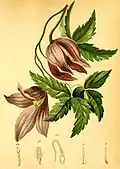 Clematis alpina