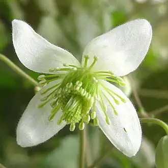Description de l'image Clematis brachiata flower.jpg.