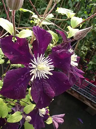 Description de l'image Clematis patens 'Warszawa Nike'.JPG.