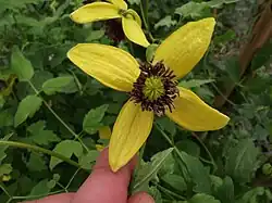 Clematite Tangutica Golden Tiara® kugotia