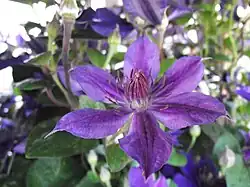 Clématite Patens Mon amour