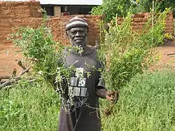 Un paysan ghanéen présente Cleome viscosa (fleurs jaunes, vénéneux pour le bétail, comestible pour les humains) et Cleome gynandra (fleurs blanches, comestible pour les humains).