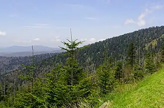 Southern Appalachian spruce-fir forest près du dôme Clingmans